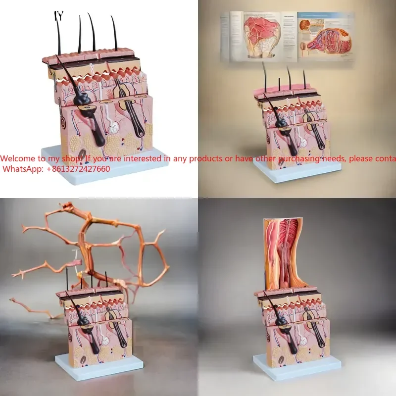PVC Medical Science Anatomical Model Layer Structure Structure Enlargement Model