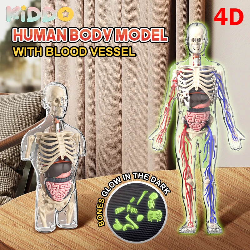 4D نموذج جسم الإنسان noctilucent العلوم التعليم الجهاز تشريح نموذج ألعاب مونتيسوري لتقوم بها بنفسك تجميعها لعبة طبية أداة التدريس #1