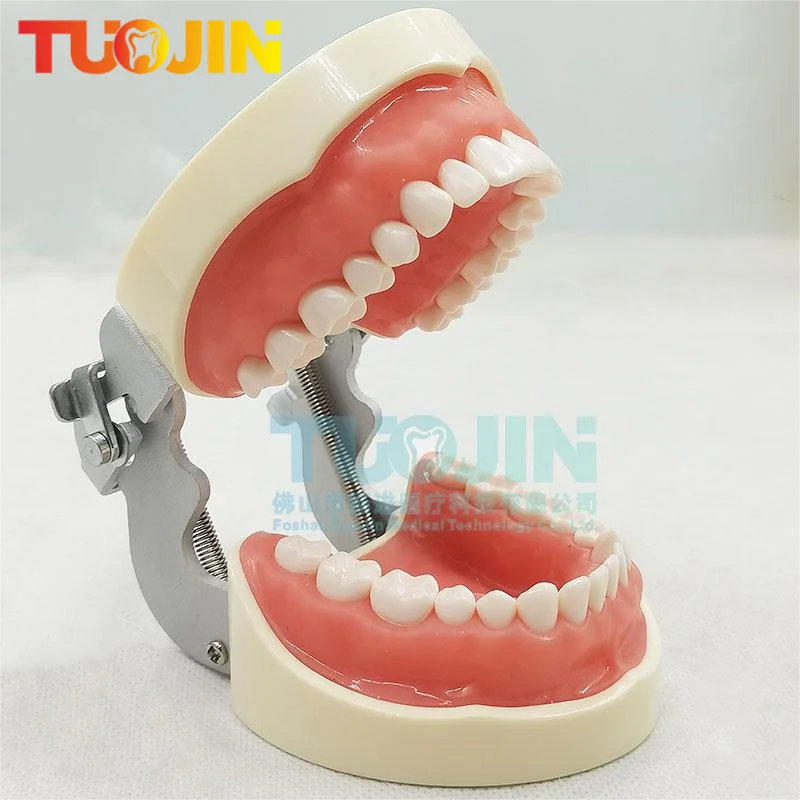 Dental 32pcs Removable Soft Gums Tooth Model Dentist Veneer Teeth Preparation Orthodontic Student Oral Teaching Practice Product