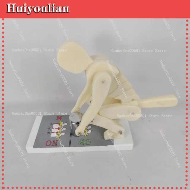 Fo Human body bending weightlifting spinal force demonstration model correct posture demonstration lumbar spine
