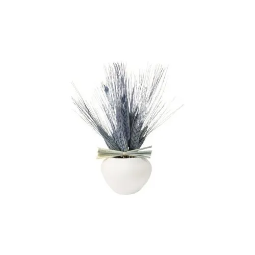 Gift Showcase Concrete White Plug Oval Model Blue Natural Dry Ears 20 cm