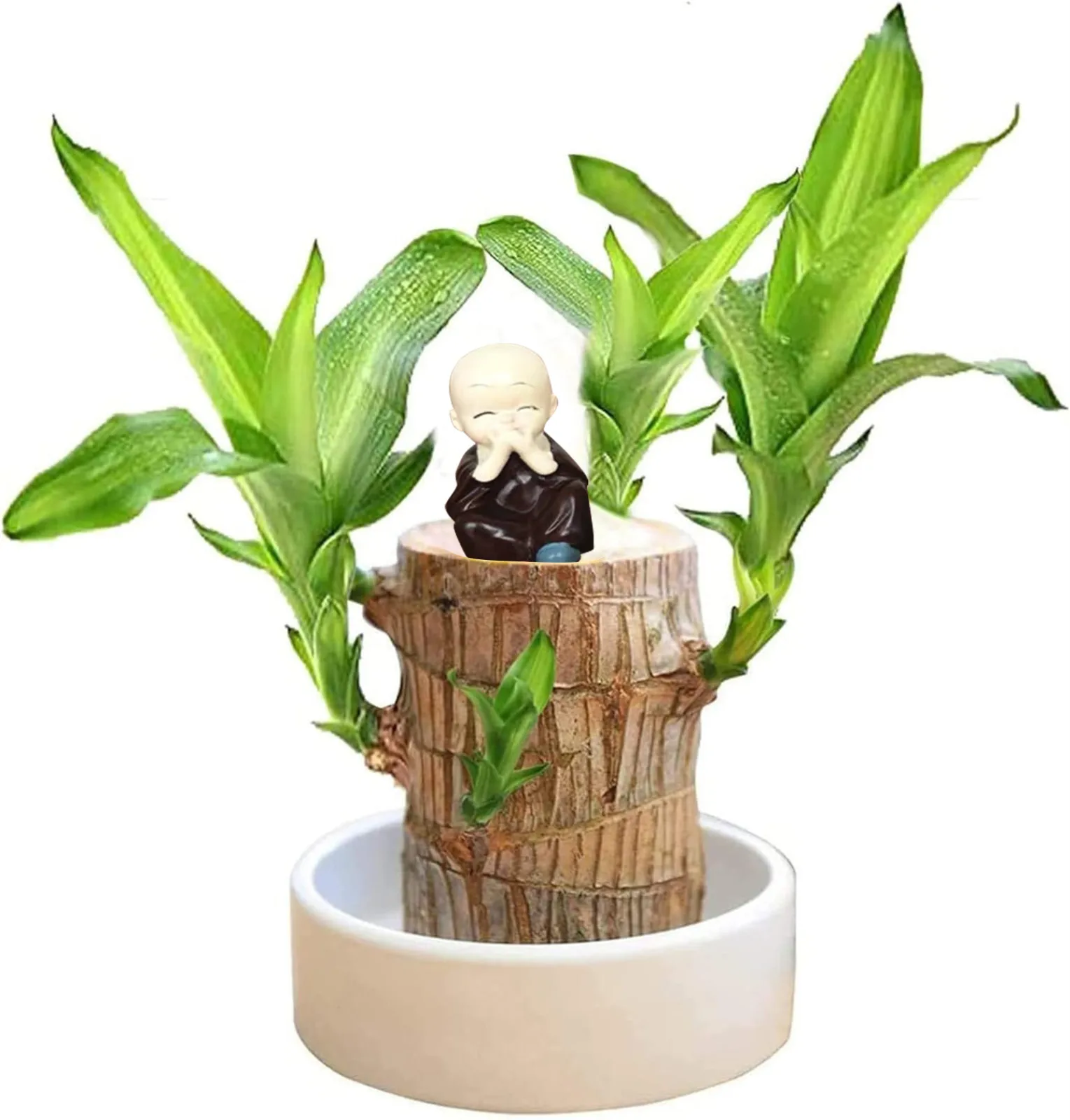 Brazilian Wood Easy Grow Wood Easy Care Brazilian Wood Hydroponic Wood Tree Brazilian Wood Housewarming Desktop Ornament