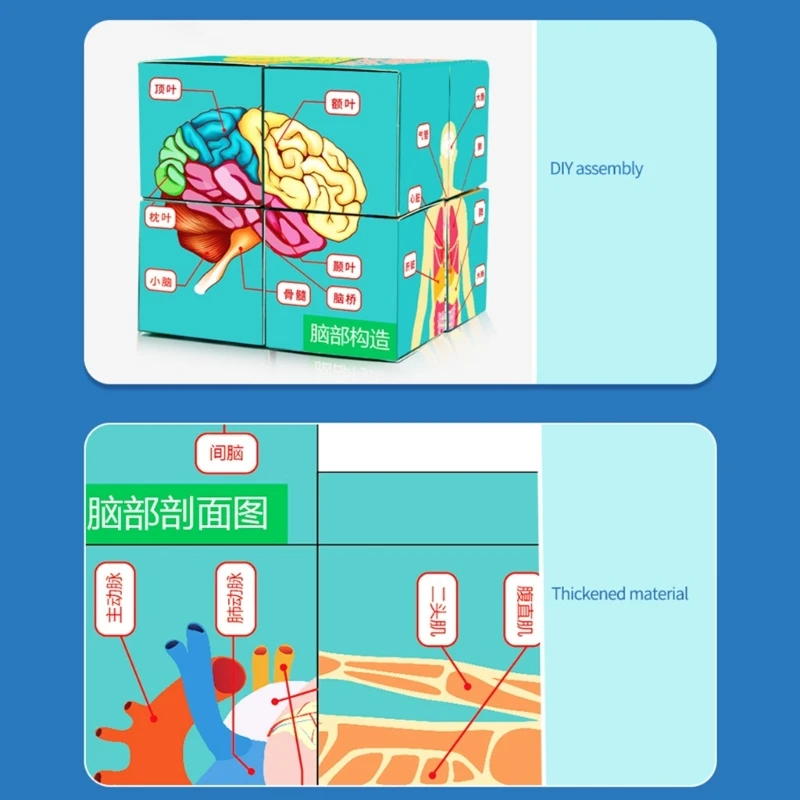 Куб органов человеческого тела, анатомия человека, исследование, научный класс, демонстрационный инструмент