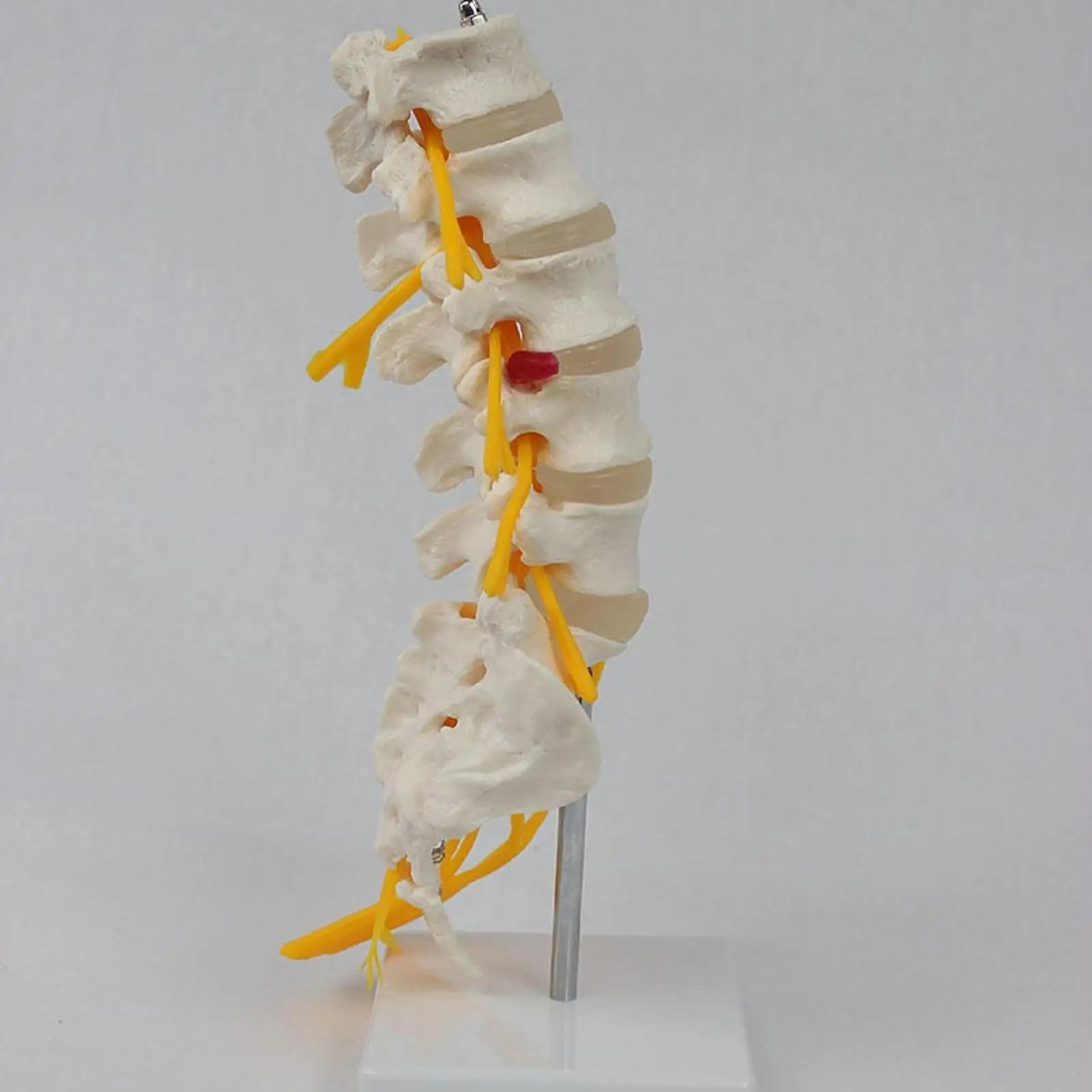 PVC Human Spine Man Model Anatomical Teaching Tool Vertebral Column Display for School Laboratory Education