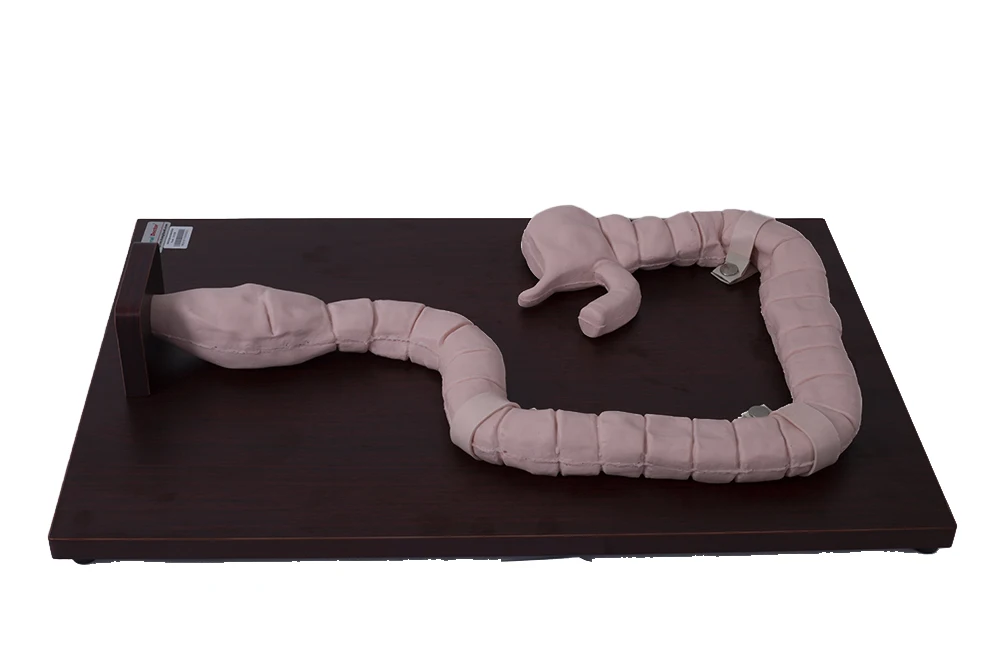 GD/LV30  Medical Science Intestinal Tract Sigmoscope Examination Simulator 2026 New Model, Top Quality