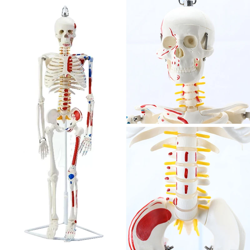 

Medical 85CM Hanging Type Human.Skeleton Model Neuromuscular Start and Stop Skeleton Yoga Teaching Spinal Column MGG204