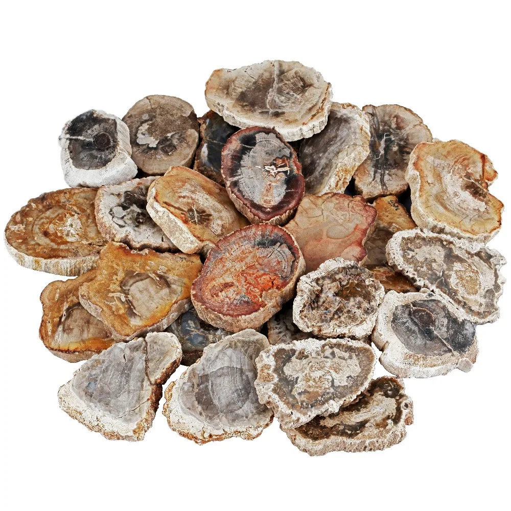 TUMBEELLUWA 1Pc Natural Petrified Wood Stone Slab Specimen,Random Shapes,Healing Crystal Collection,Jewelry Making