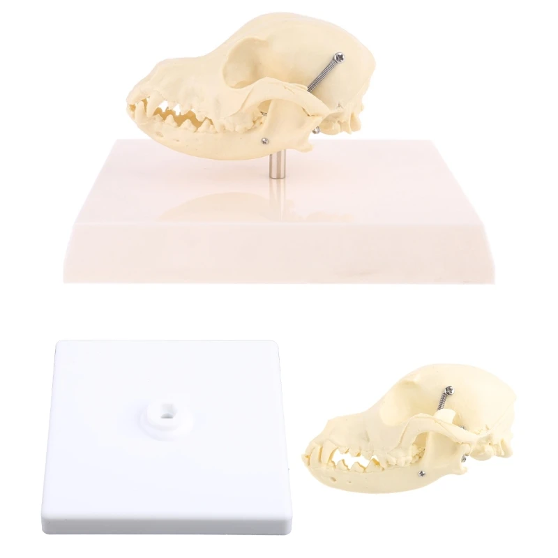 

Canine Dog Skull Model Anatomy Skeleton Veterinary Teaching Display Education Halloween Gifts