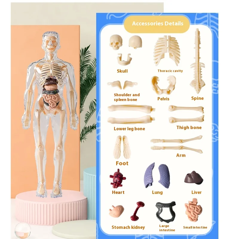 The Human Model Can Be Disassembled And Assembled Into A 3D Skeleton Of Skeletal Organs And Viscera Medical Anatomy Toy For Earl