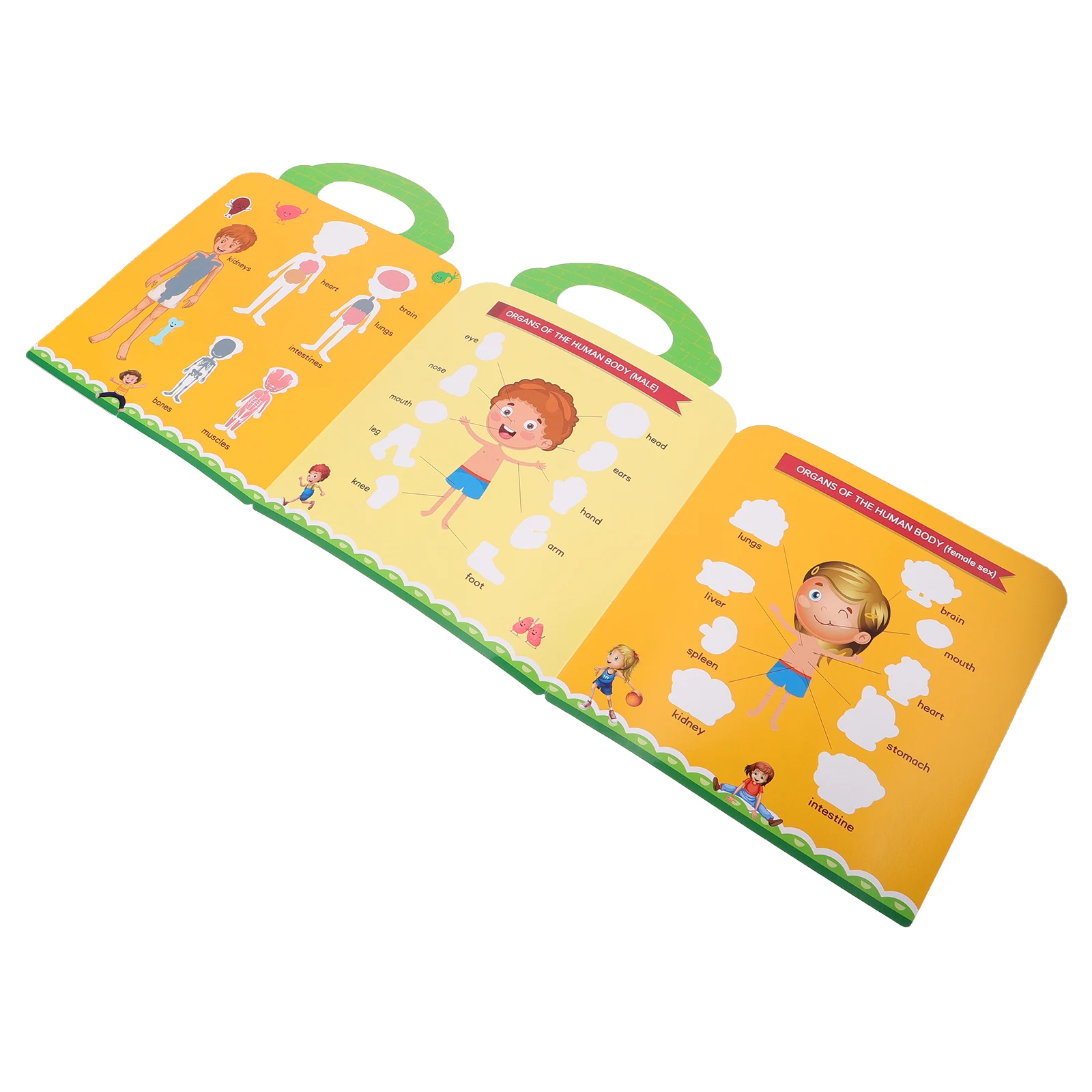 

1 set 1 set 1 Set Human Organs Educational Decals Kids Room Peelable Durable Home Decoration Children Scene Decorative