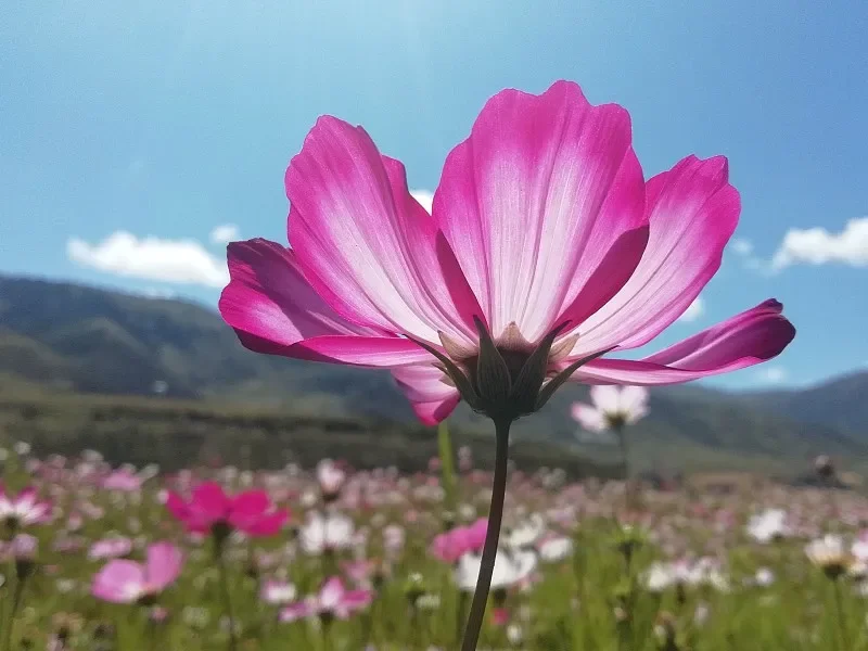 

Wltoys 144001 1/14 2.4G 4WD RTR RC Car - 65KmH High Speed, Metal Chassis Shock Absorption, Off-Road Drift Vehicle