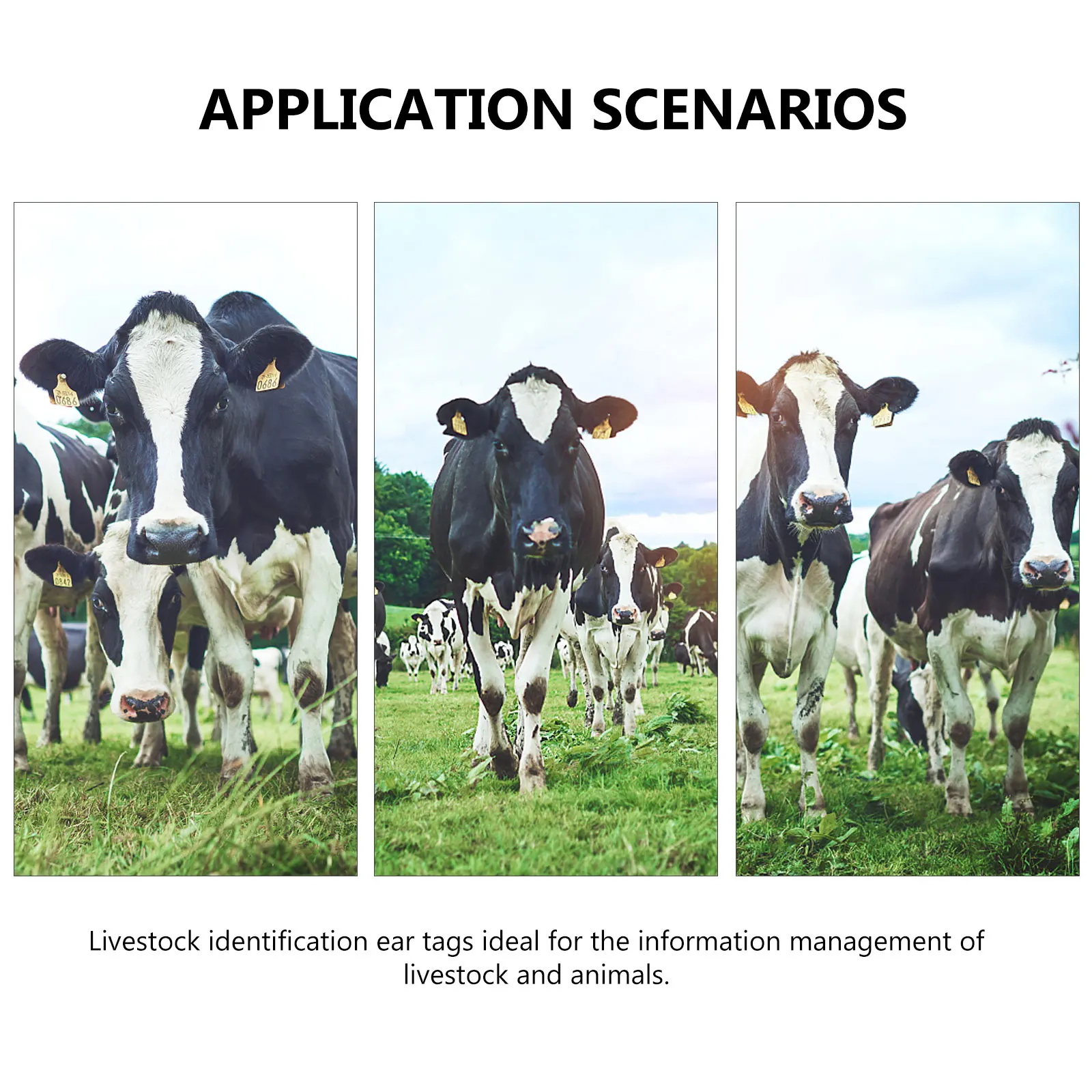 100 pezzi di animali di maiale per bovini, pecore, cavalli, bestiame, forniture per orecchie, etichette per orecchie di animali, etichette identificative, forniture per la gestione agricola