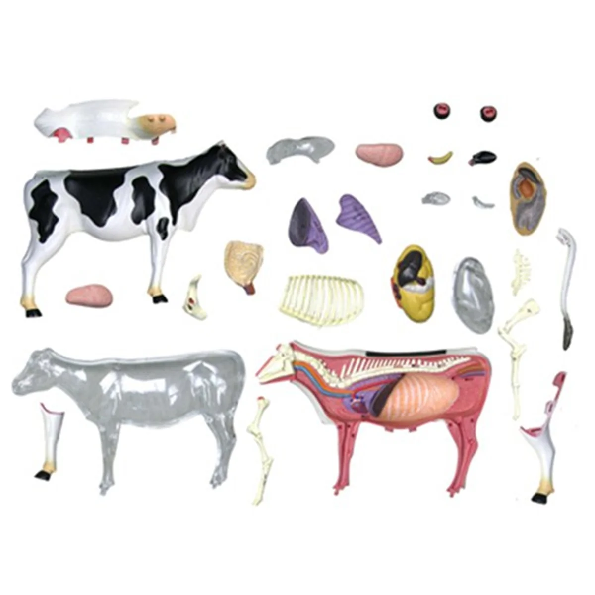 Gfc-modèle d'anatomie d'organe Animal 4D, jouet d'assemblage d'intelligence de vache, modèle d'enseignement d'anatomie, modèle Animal assemblé de vache