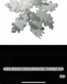 Snow Camo