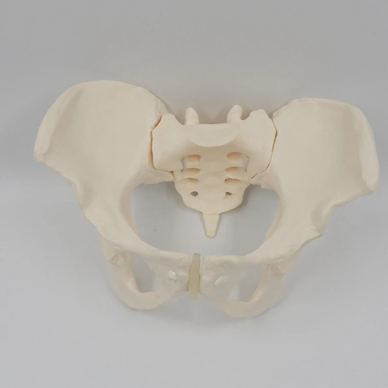 1 ชิ้น 1:1 หญิง Pelvis รุ่นขนาดหญิง Pelvic Skeleton สําหรับวิทยาศาสตร์การศึกษา