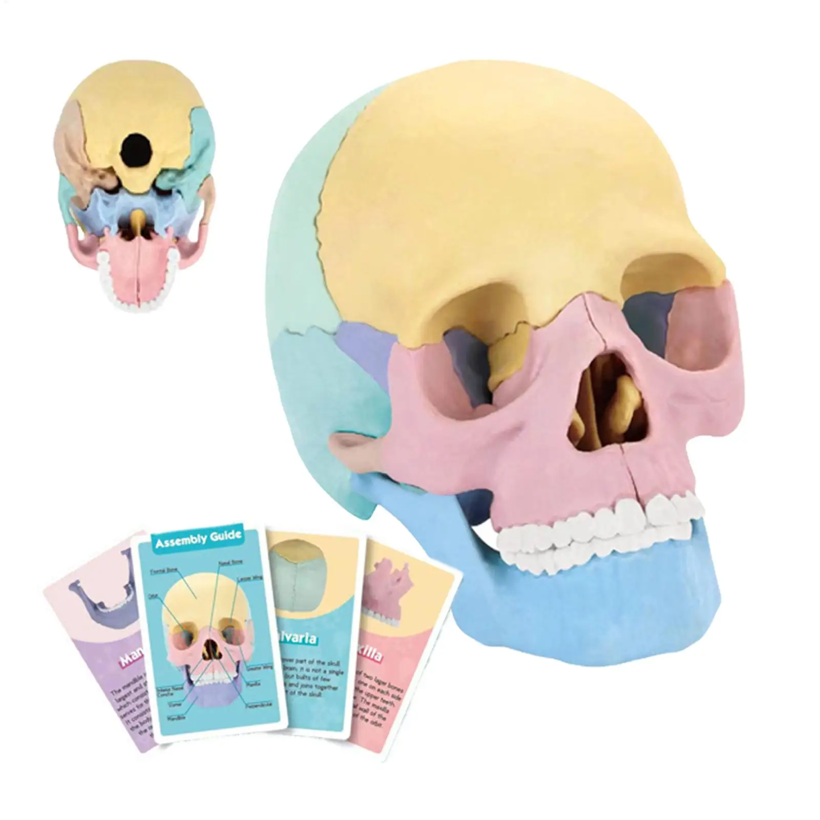 Anatomy Skull Model Human Anatomy Skull Puzzle, Detachable Mini Human Skull Model, Clinic Teaching
