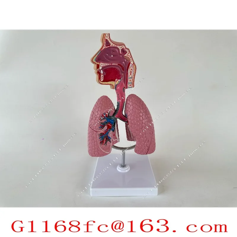 Medical Teaching Equipment Model, Respiratory System Model