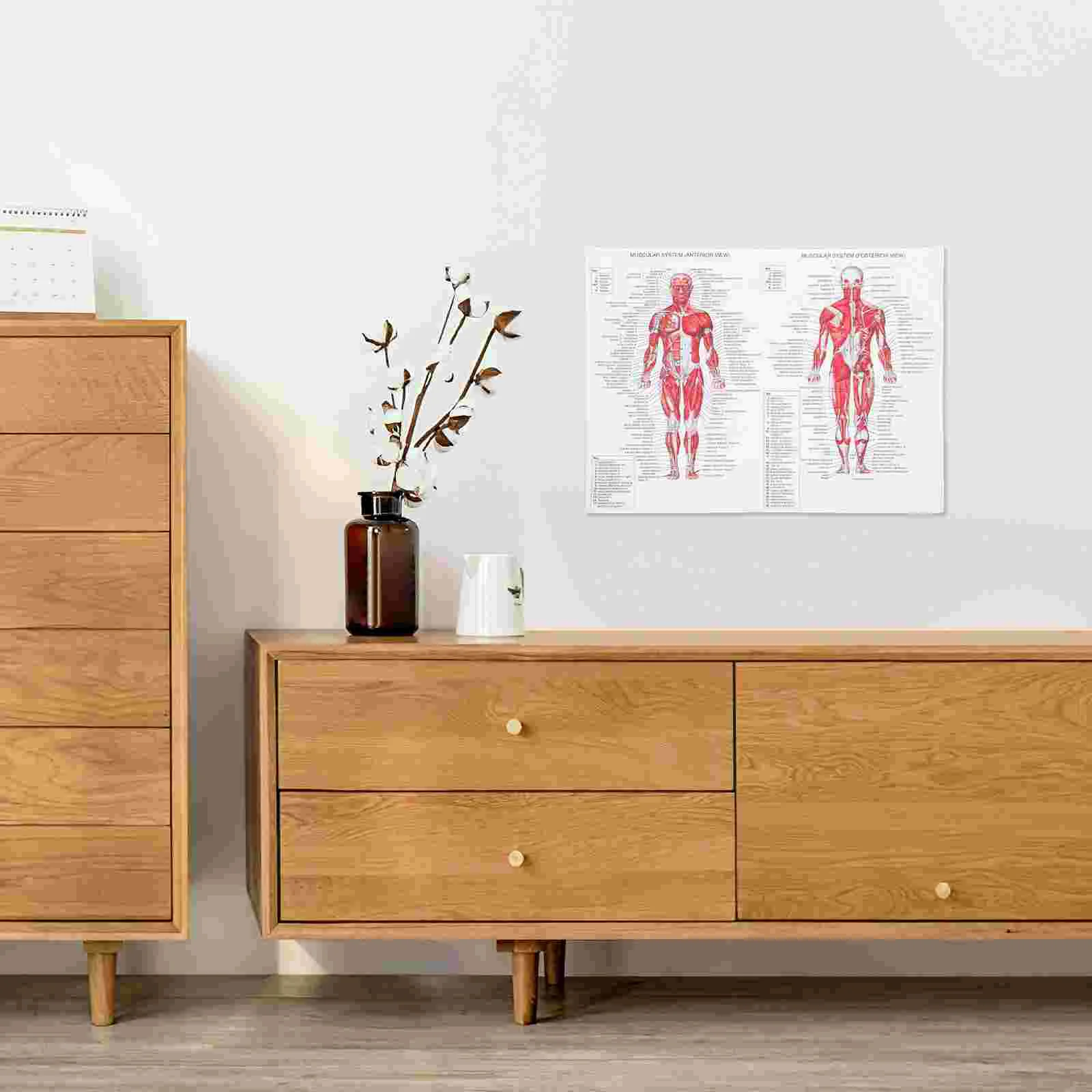 Tableau des Muscles, Affiche Anatomique, Système d'Anatomie du Corps Humain Musculaire, Tons de Terre