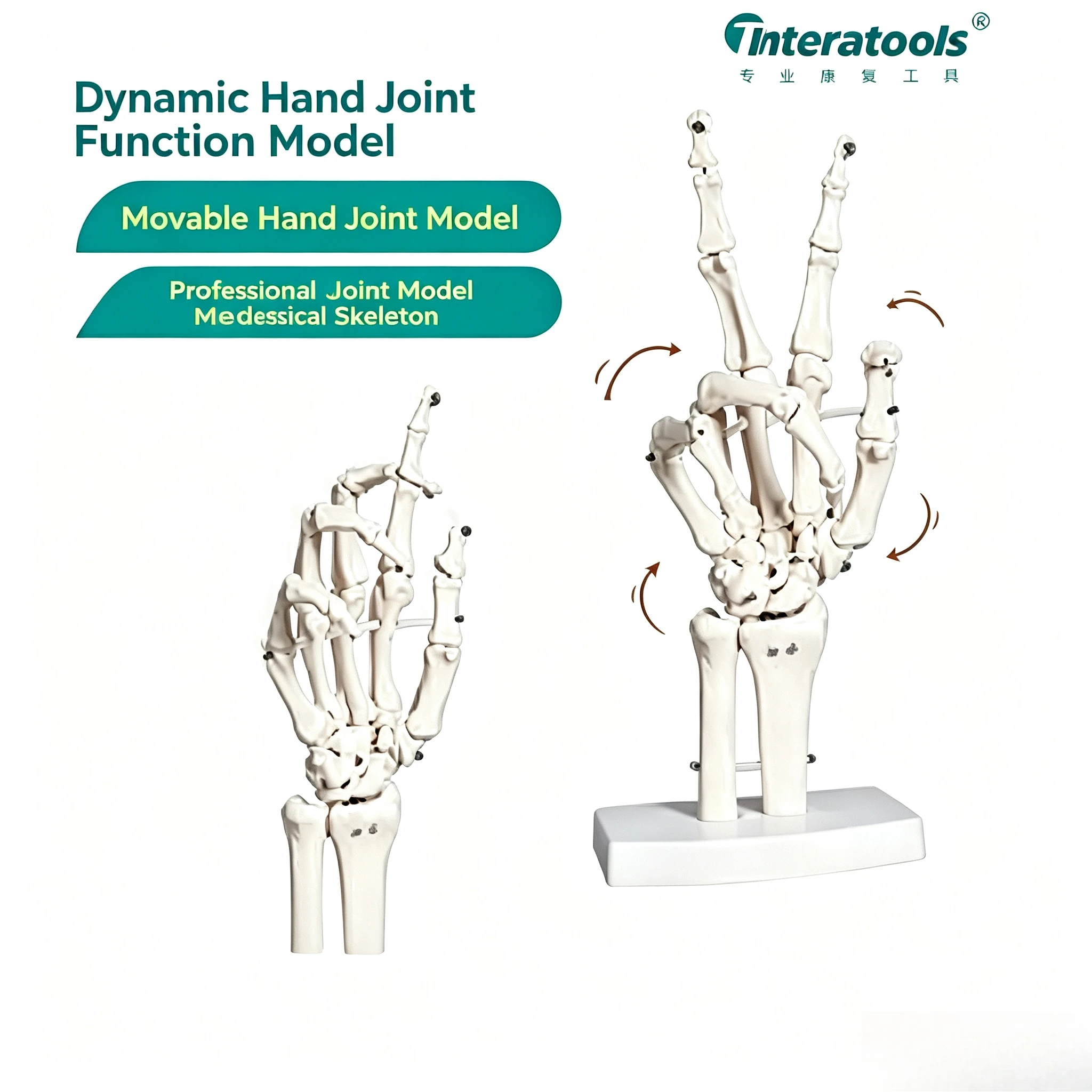 Dynamic Hand Joint Teaching Model, Functional Display of Hand Wrist Anatomy, Medical Education Tool for Rehabilitation Training