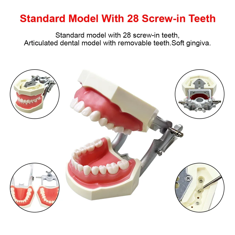 24/28/32 Dental Practice Teeth Model With Removable Tooth Dentistry FE/DP Jaws Kid Adult Typodont For Training Teaching Studying