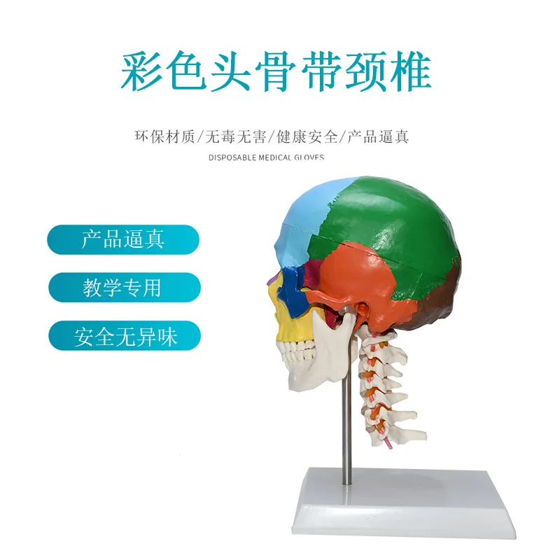 

D5QC Life Size Colorful Human Skull Model Anatomical Anatomy Teaching Skeleton Head Studying Teaching Supplies