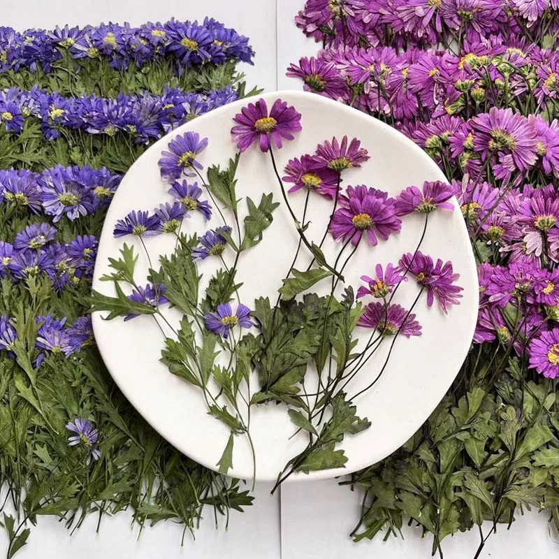 乾燥した紫と青のアスター,宝石,ポストカード,招待状,電話ケース,しおりアート,50個