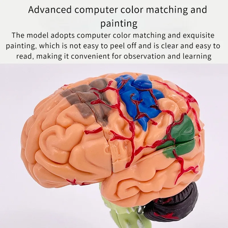 4D الطبية الإنسان الدماغ القابلة للإزالة نموذج تشريحي صغير تجميعها هيكل الدماغ تشريح أداة التدريس