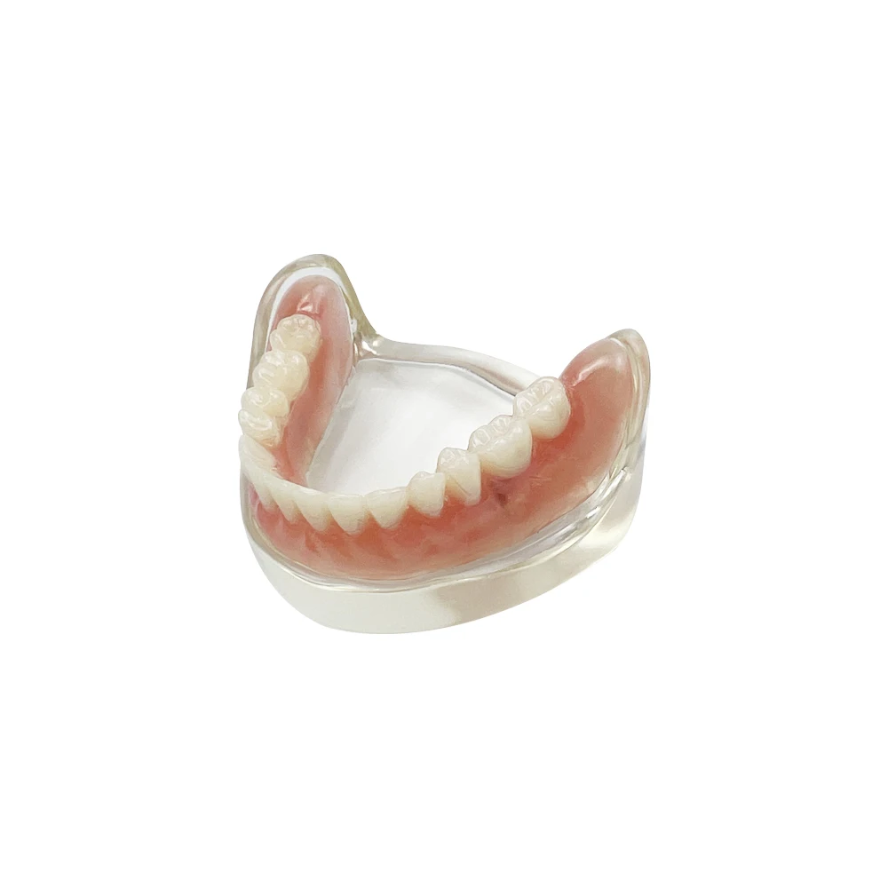 New Dental Teeth Model With Implant Overdenture Lower Jaw Dentistry Mandibular Model For Dentist Student Learning Education Demo