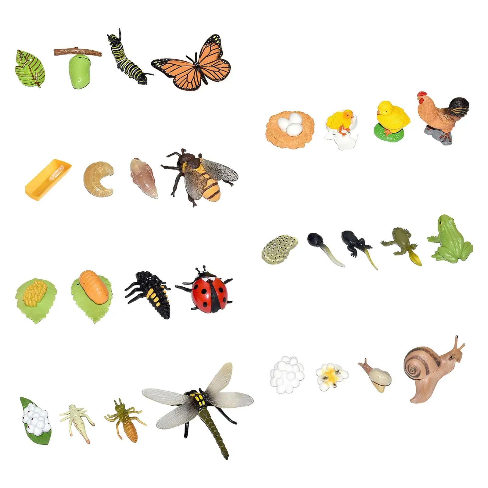 動物の生活成長サイクル図生物学モデル教材教育