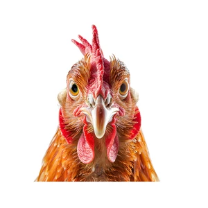 10 최고의 판매 치킨 스티커 - №9