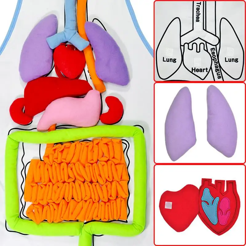 3D Organ Apron Anatomical Apron Anatomy Organ Molds Scientific Human Body Model Anatomy Apron For Kids Boys And Girls Home