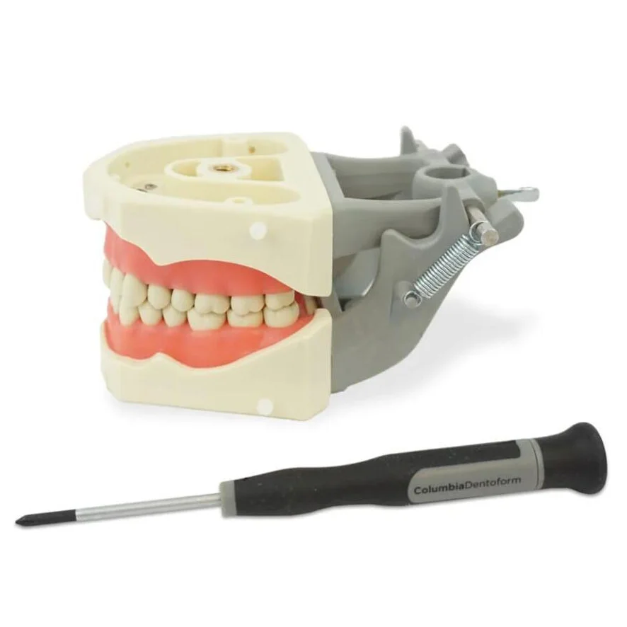 Dental Removable Teeth Detachable Model Medical Training Equipment for Dental Oral Teaching