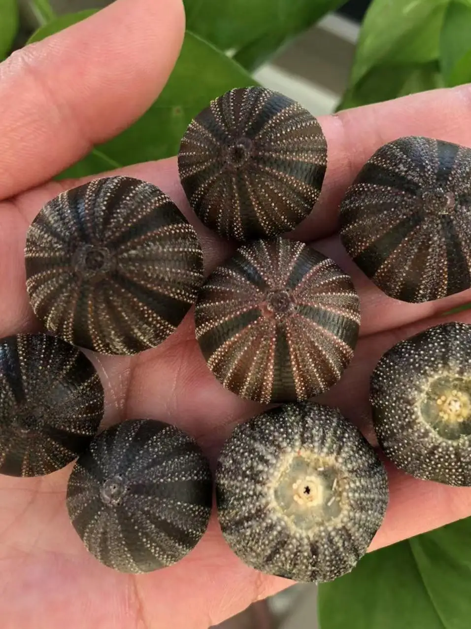 Mespilia globulusLinnaeus, concha de erizo de mar Natural DIY, decoración de exploración de plantas de aire y luz de erizo de mar, regalo para amigos
