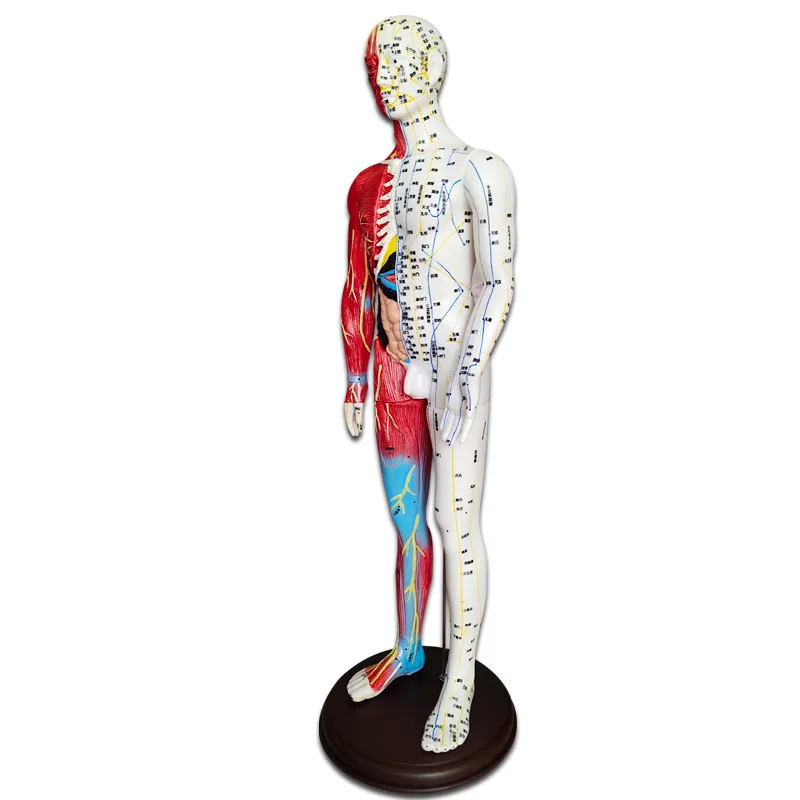 Chinese Medicine Acupuncture Meridian Points Human Body Model Twelve Regular Meridians Semi-Anatomical Internal Organs Teaching
