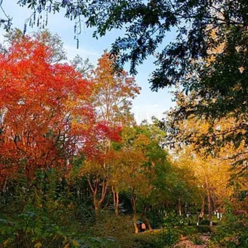 

Антенна FPV iFlight 150 мм 5.8 ГГц 2.0 dBi SMA RP-SMA RHCP черная для FPV-дронов и гоночных квадрокоптеров