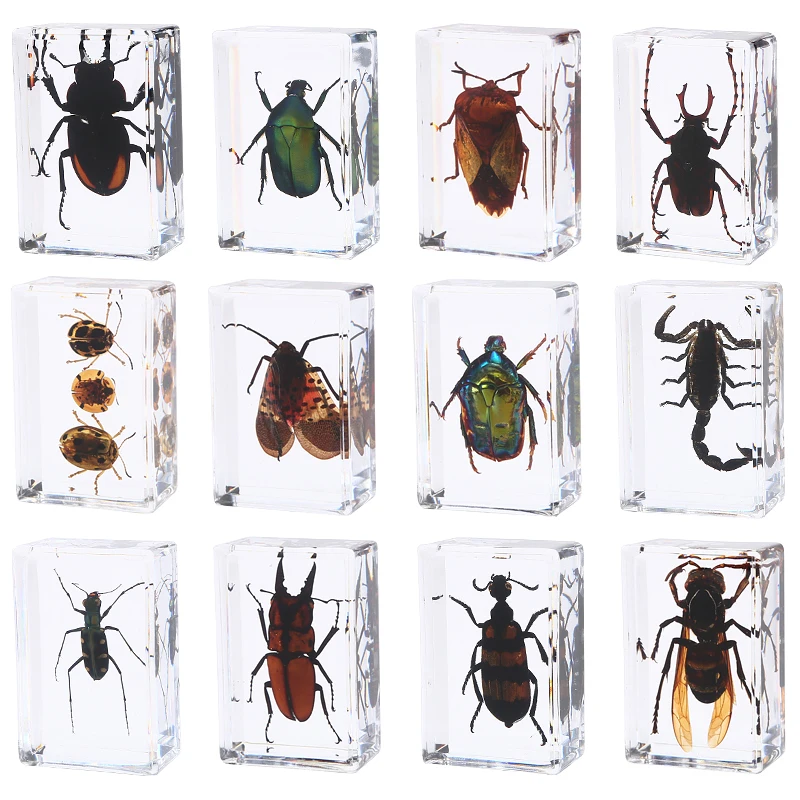 Resin insect specimen for home decoration, 12PCs