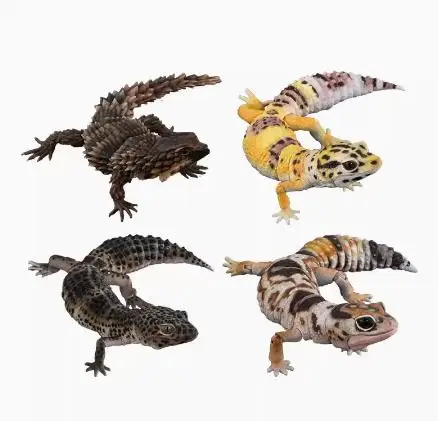 Genuine Gacha Scale Model Biological Cognitive Model Armadillo Wall Lizard Movable Decoration Action Figure Toys