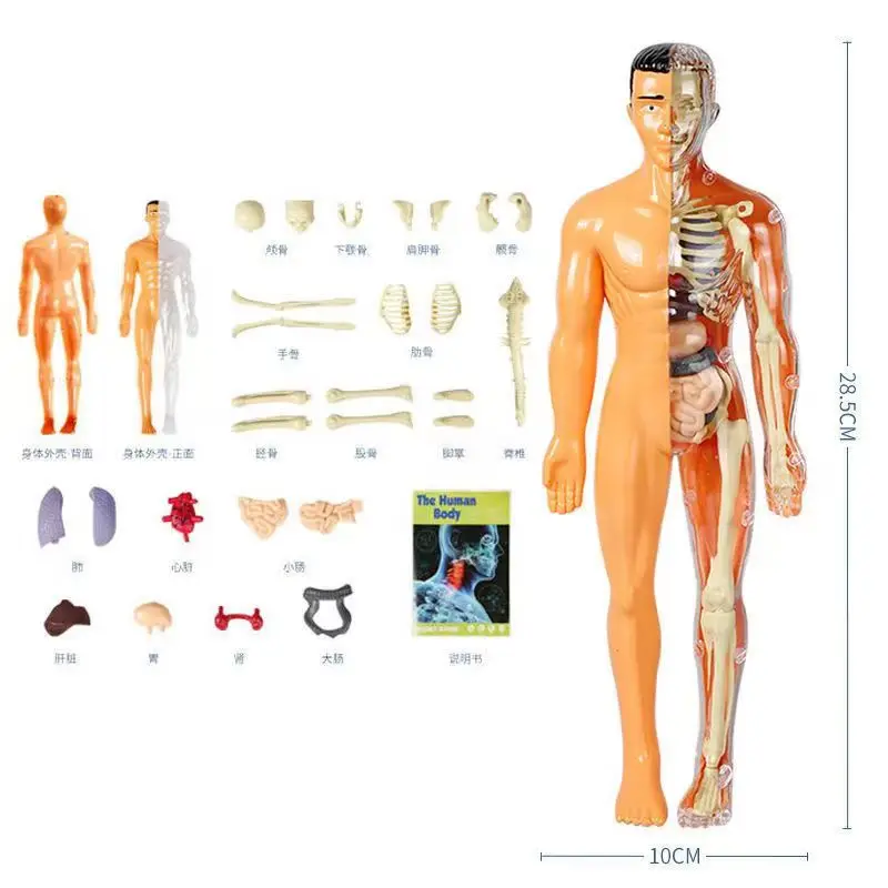 Human Body Anatomy Model With Removable Parts For Kids Torso Educational Science Kits For Medical Student Learning Gifts 28cm