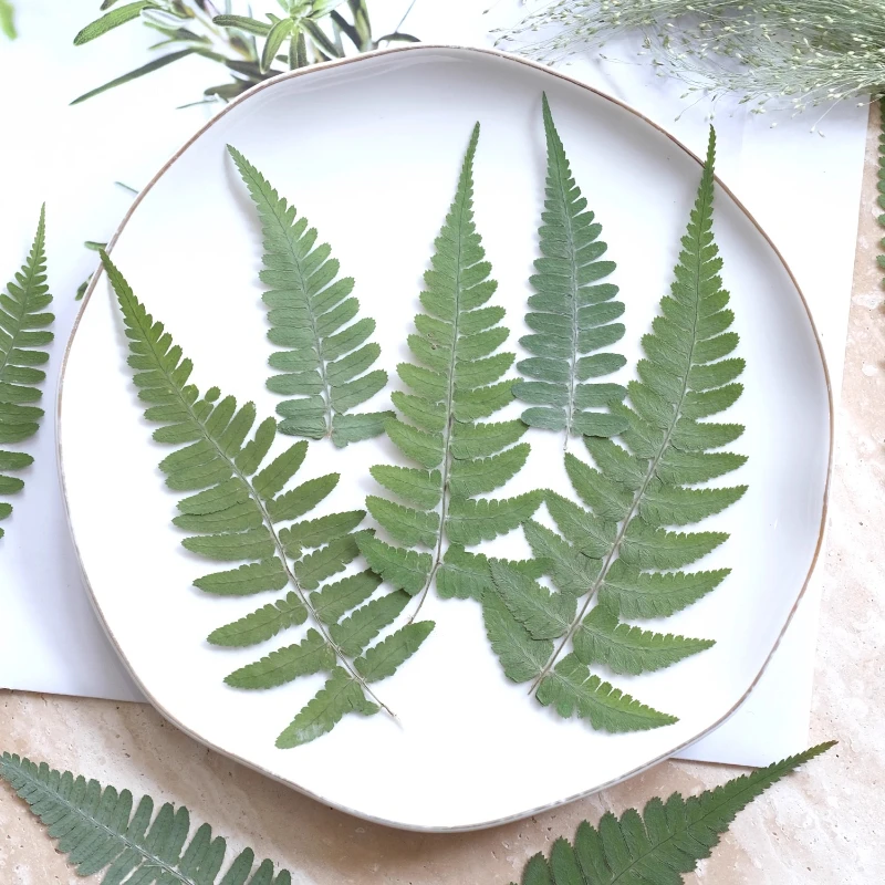 24 قطعة ، الطبيعة ضغط السرخس ورقة الزهور الجافة لتقوم بها بنفسك مجموعة المواد إطارات الصور لمبة مكتب ملصقات الورقة الخضراء-ملحقات راتنجات الايبوكسي #5