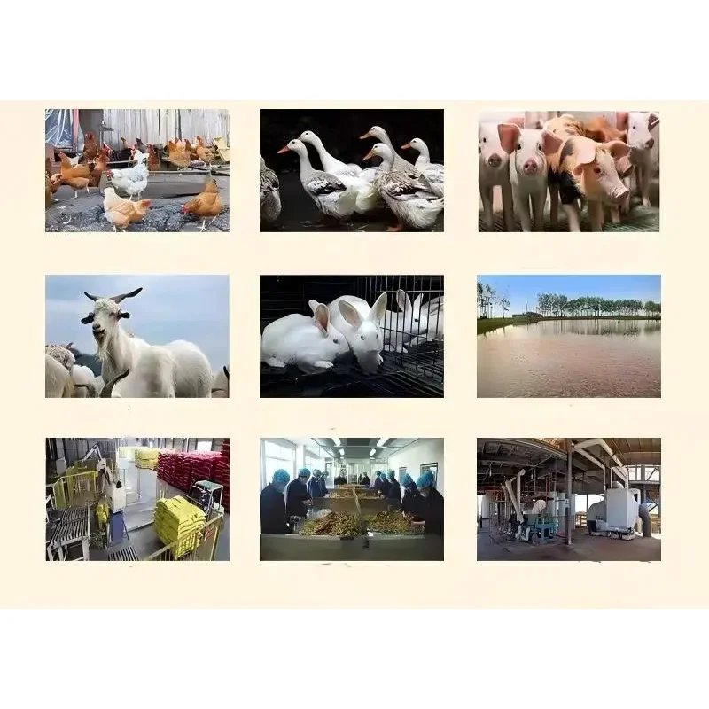 Electric Livestock Feed Processing Pellet Machine 200Kg/H Capacity Dryer Birui Brand 220V/380V