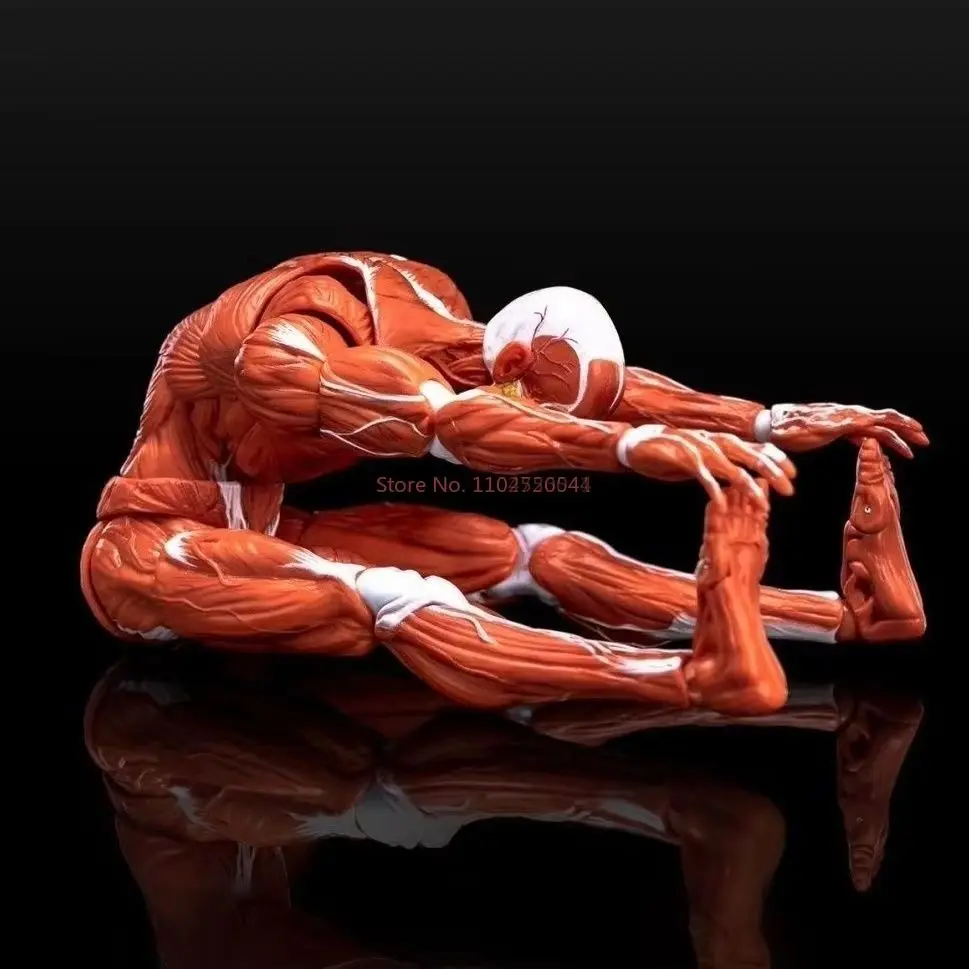 

Масштаб 1/12, модель человеческих мышц, экшн-фигурка, супер подвижный сустав, мышечное тело, рисунок, справочник, коллекционная игрушка, подарки