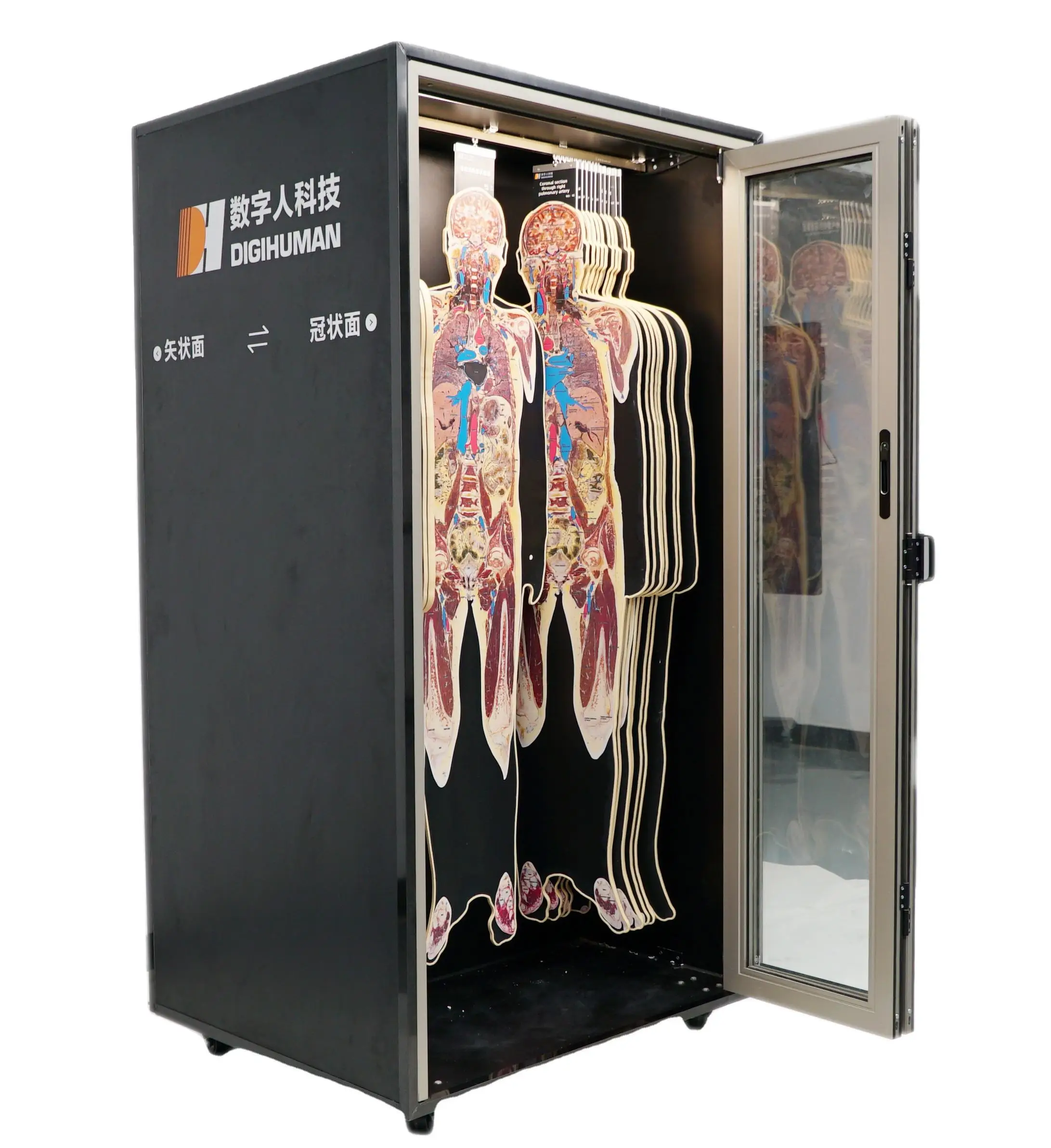 IN-Int DP Medical Science 3d Anatomy Digital Human Anatomy System Virtual Anatomy