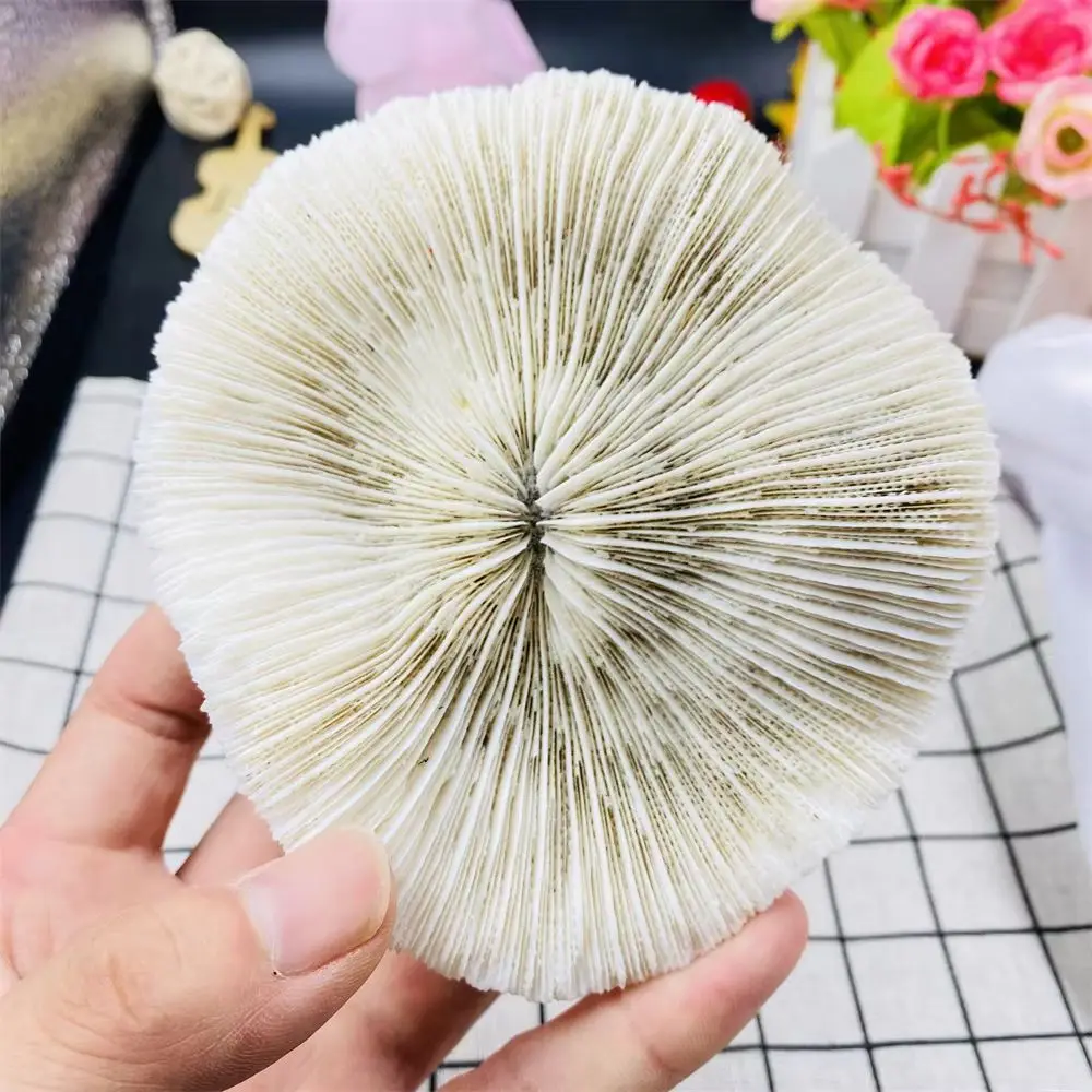 wholesal Natural Stone Coral Mushroom Fragments  Irregular Shapes Decorate The Beach Shell Aquarium Aquarium Decoration