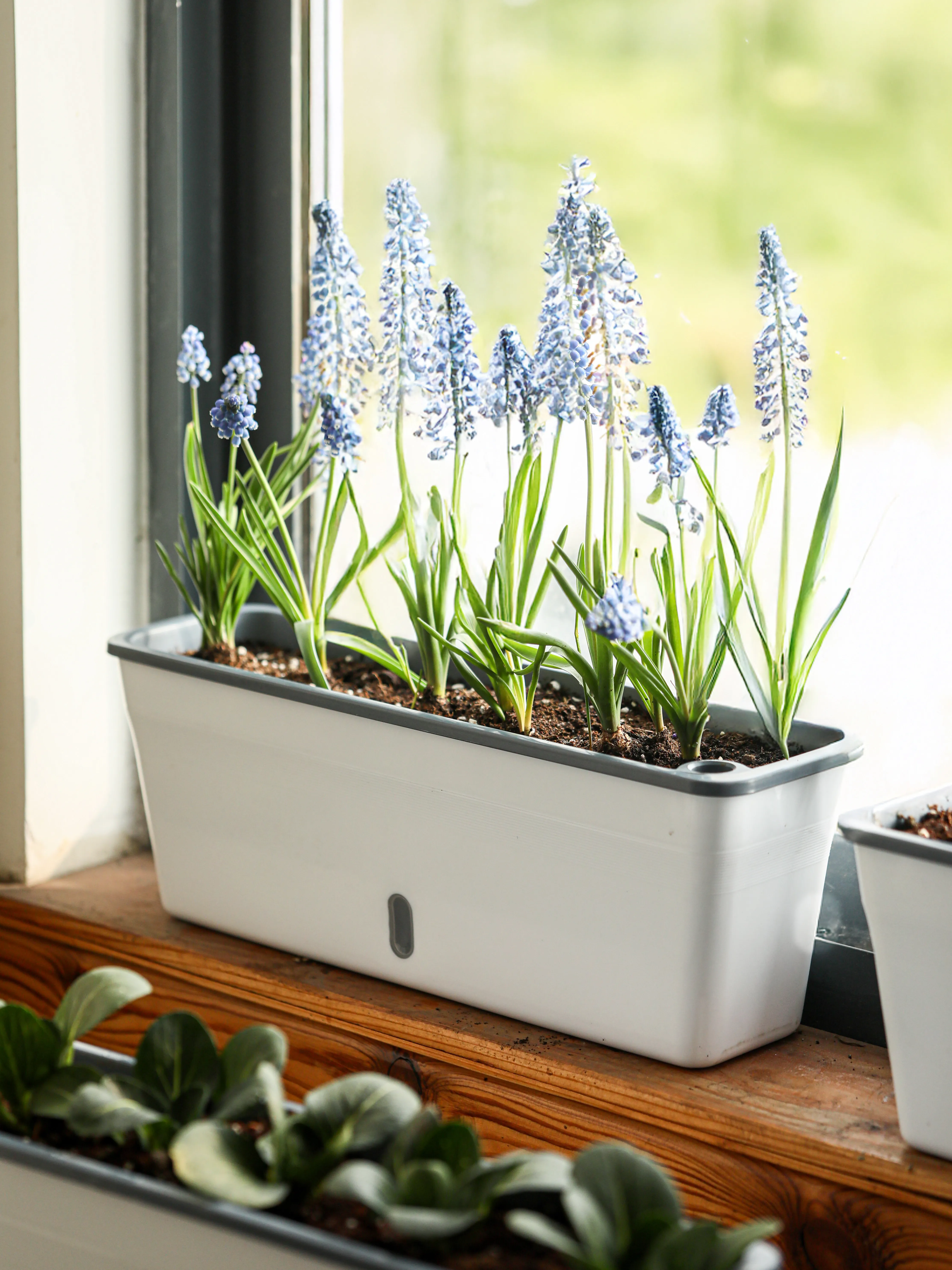 Balcony windowsill ultra-narrow lazy vegetable pot rectangular self-priming water cover pot plastic strip flower pot