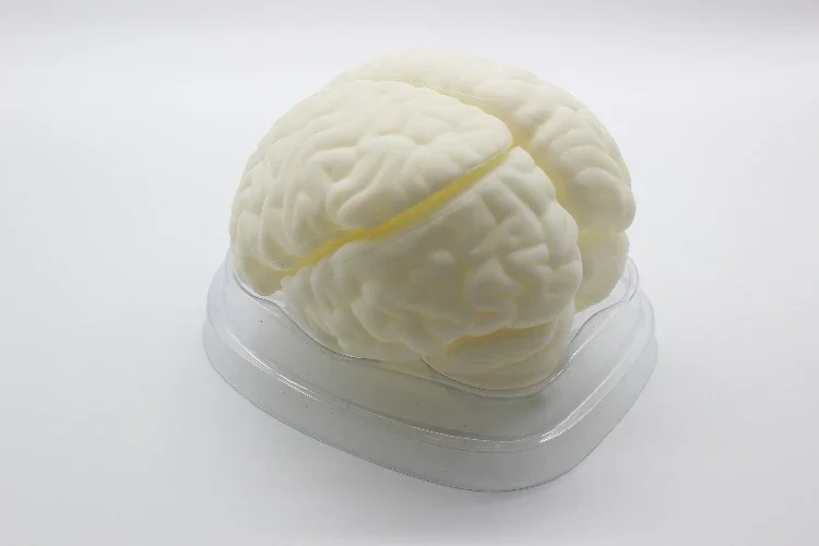 

Brain Anatomical Model Natural Medical Assembly Hemisphere Human Brain Structure model