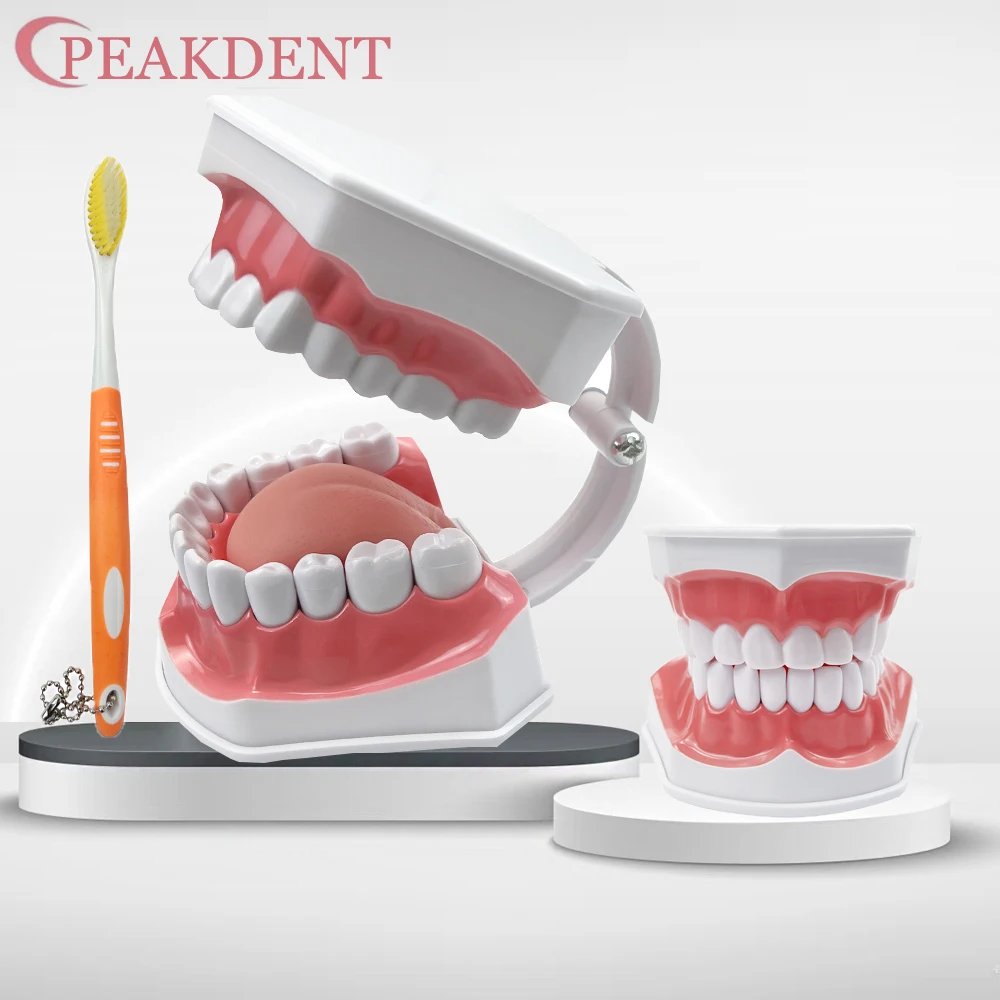 

Модель зубов для детей - 2-кратная модель зубов Модель больших зубов с зубной щеткой Негабаритная стоматологическая модель для чистки зубов