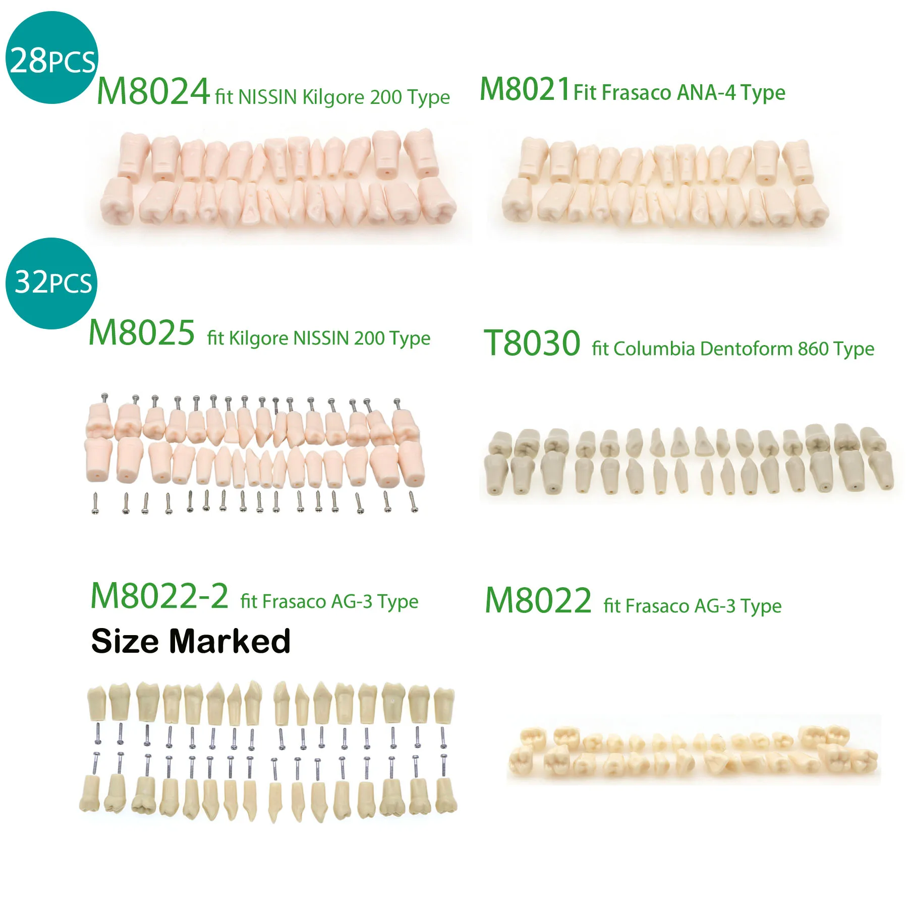 

6SpeciesDental Typodont Replacement Screw-in Teeth Model fit Kilgore NISSIN 200 Frasaco AG3 Frasaco ANA-4 Columbia Dentoform 860