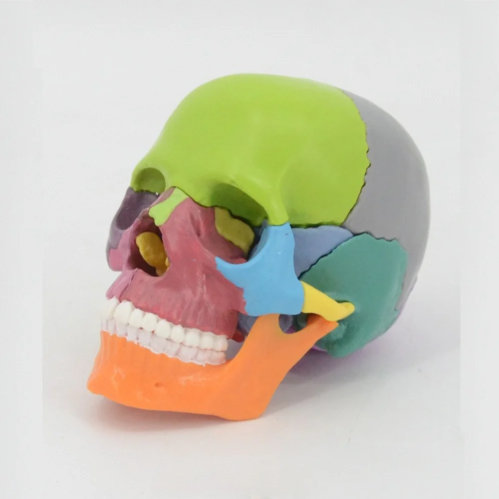 1/2 Life Size Skull Model Medical Science Detachable Color Head Skull Anatomy Teaching AIDS Oral Simulation Medico Supplies Educ