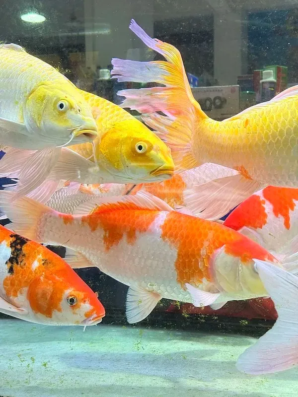 

4pcs Aluminum 2.2" RC Beadlock Wheel Wheel Rim Hex Fit for TRX4 TRX6 SCX10 90046 RR10 Wraith 1/10 RC Crawler Car