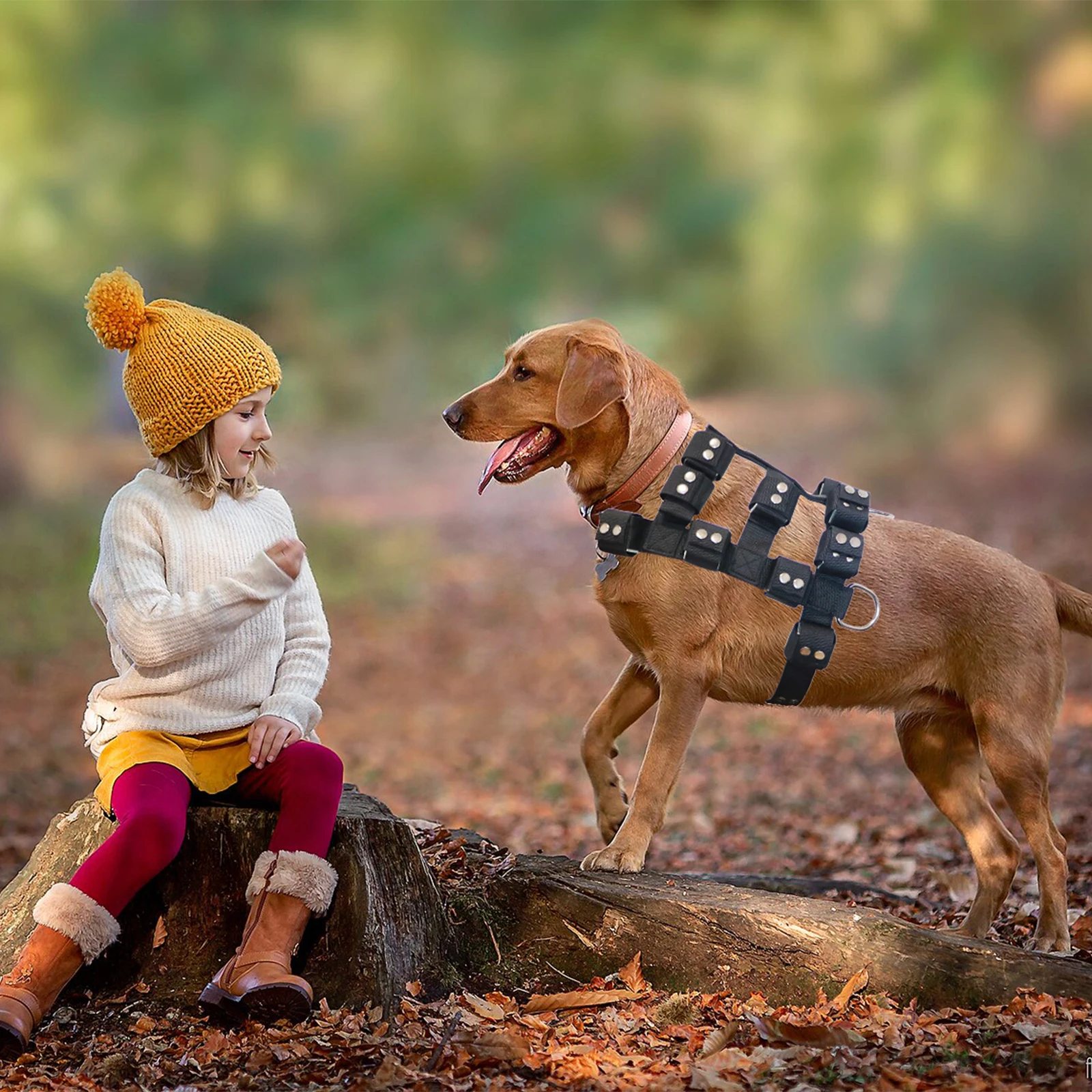 Imagem -04 - Arnês para Cães com Serviço de Bolsas Colete Ponderado Equipamento para Cães Pequenos Médios Grandes Puxando Andando Treino Peso Livre